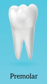 دندان پرمولر